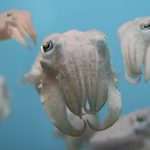 What do cuttlefish eat ?