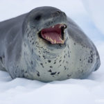 What do leopard seals eat ?