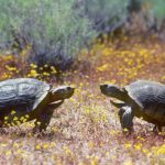 What do desert tortoises  eat ?