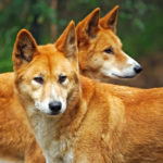 What do dingoes eat ?