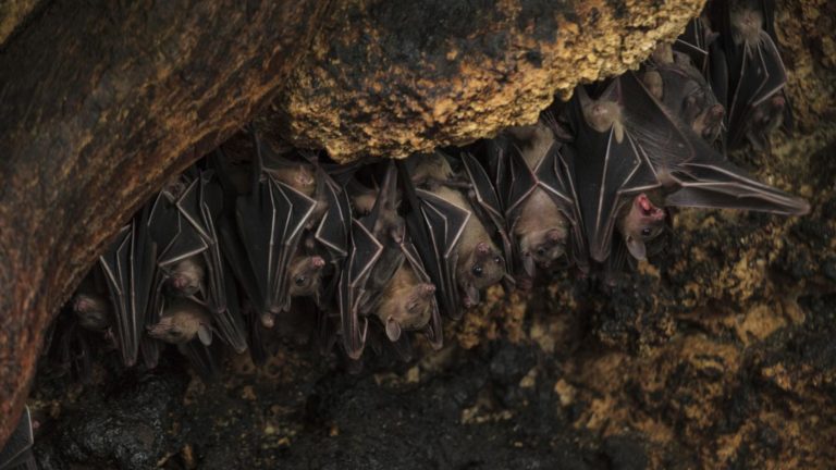 Where do bats live