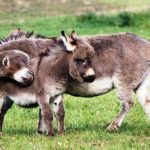 Where do donkeys live ?
