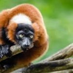 Where do lemurs live ?