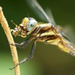 What do dragonflies eat ?