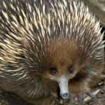 What do echidnas eat ?