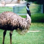 Where do emus live ?