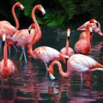 What do flamingos eat ?
