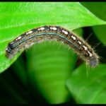Where do caterpillars live ?