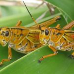 Where do grasshoppers live ?