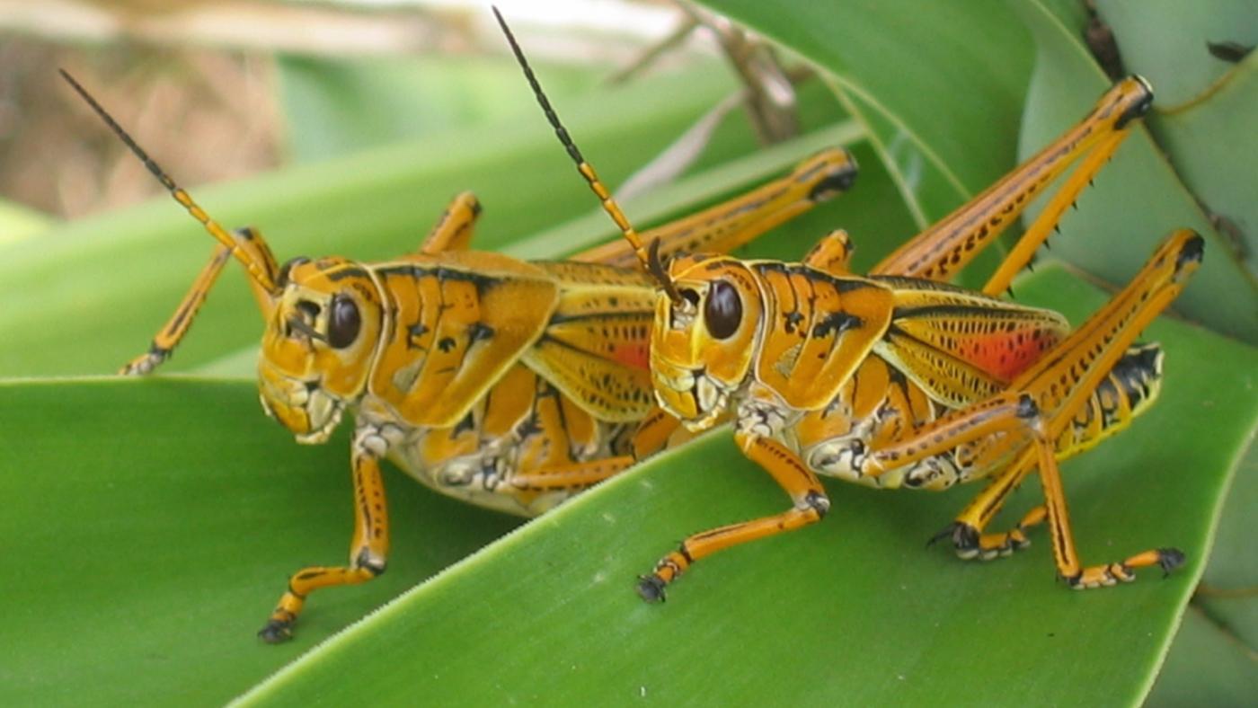 Where do grasshoppers live ?