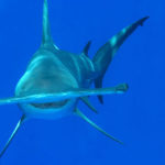 What do hammerhead sharks eat ?