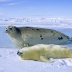 Where do seals live ?