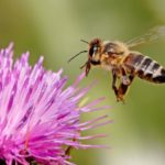 What do honey bees eat ?
