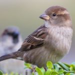 Where do sparrows live ?