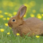 Can rabbits eat parsley or dill ?