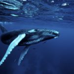What do humpback whales eat ?