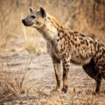 Where do hyenas live ?