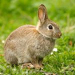 Can rabbits eat lettuce ?