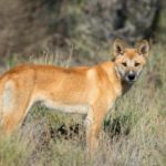Where do dingoes live ?