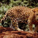 What do jaguars eat ?