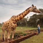 Where do giraffes live ?
