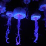 Where do jellyfish live ?