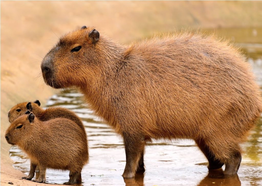 what-do-capybaras-eat