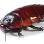 What do cockroaches eat ?