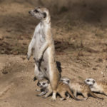 Where do meerkats live ?