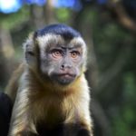 Where do monkeys live ?