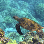 Where do sea turtles live ?