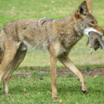 What do coyotes eat ?