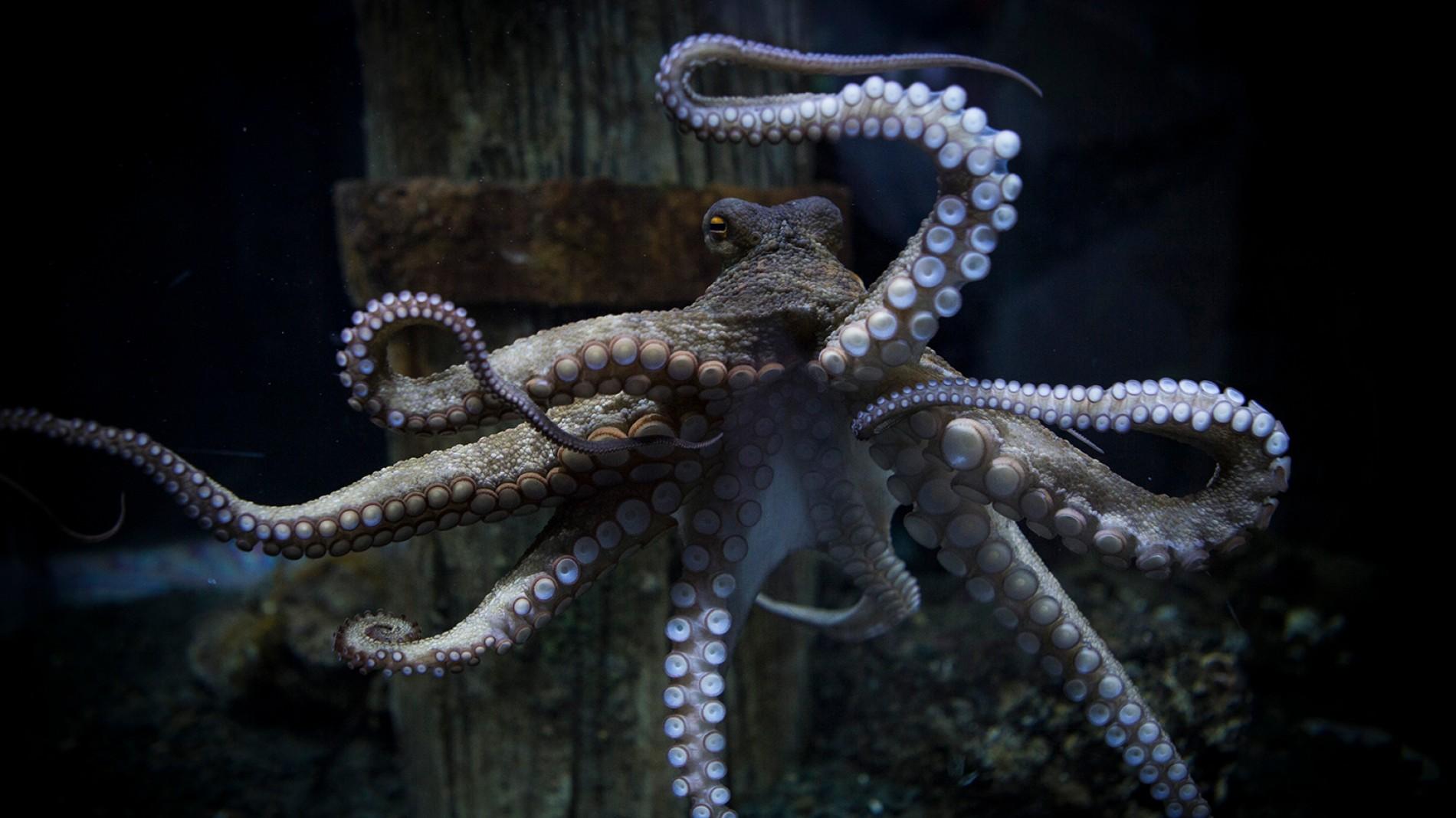 live-webcam-giant-pacific-octopus-hatfield-marine-science-centre