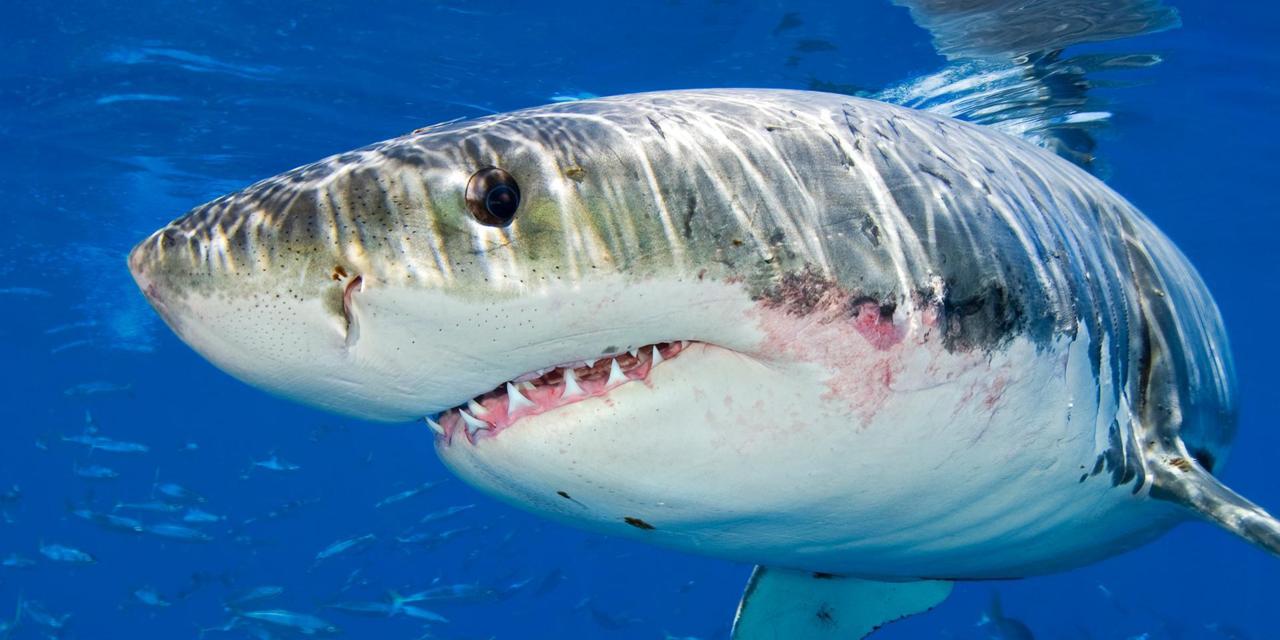 where-do-great-white-sharks-live