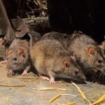 Where do rats live ?