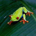 Where do tree frogs live ?