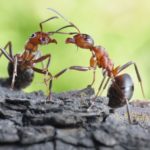 What do ants eat ?