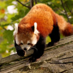 Where do red pandas live ?