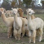 Where do llamas live ?