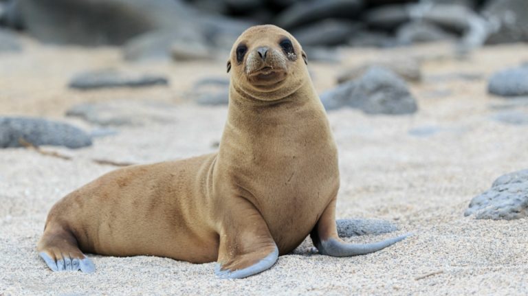 Where do Sea Lions live