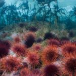 Where do sea urchins live ?