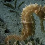 Where do seahorses live ?