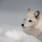 What do arctic foxes eat ?
