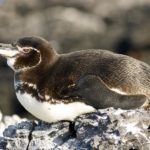 What do Galapagos penguins eat ?