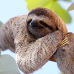 What do sloths eat ?