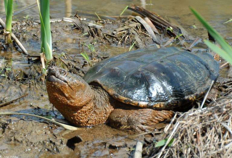 What do snapping turtles eat