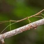 Where do stick insects live ?