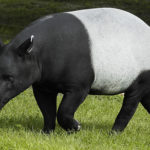 What do tapirs eat ?