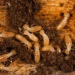 Where do Termite live ?
