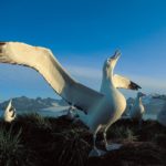 What do albatross eat ?